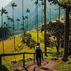 Tour valle del cocora y fincas cafeteras